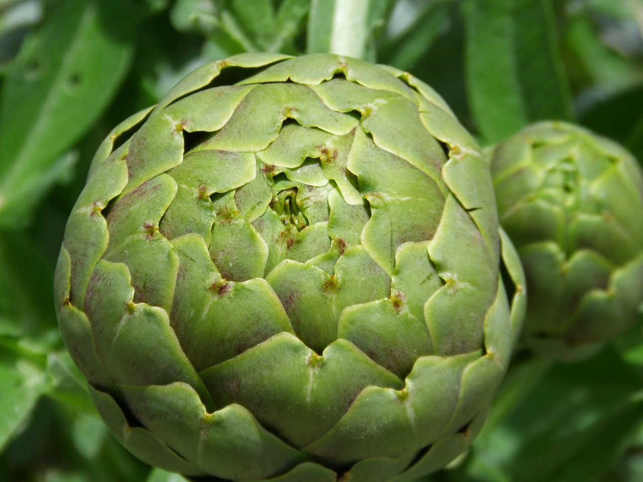 artichoke detail orchard free photo