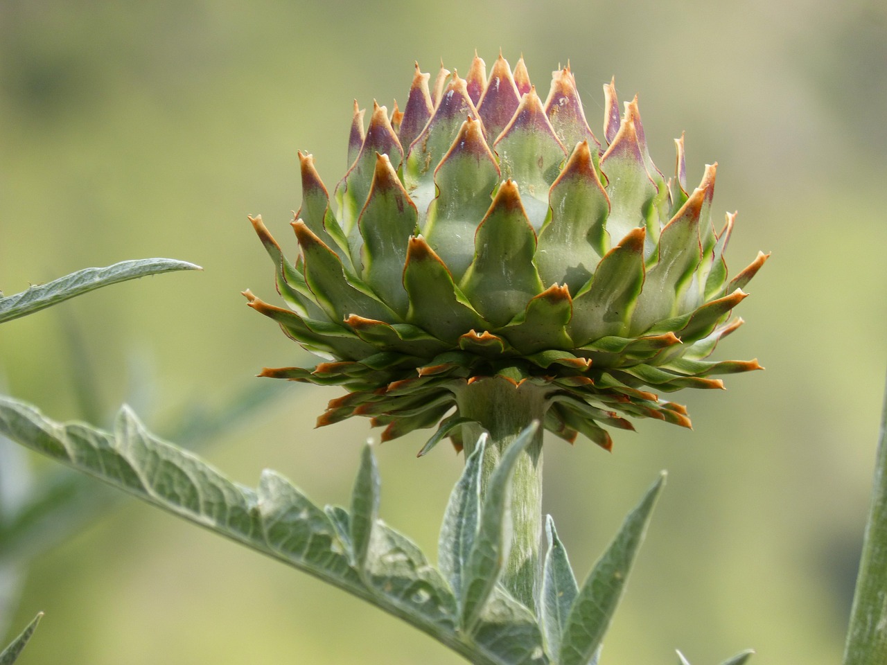 artichoke plant architecture plant geometry free photo