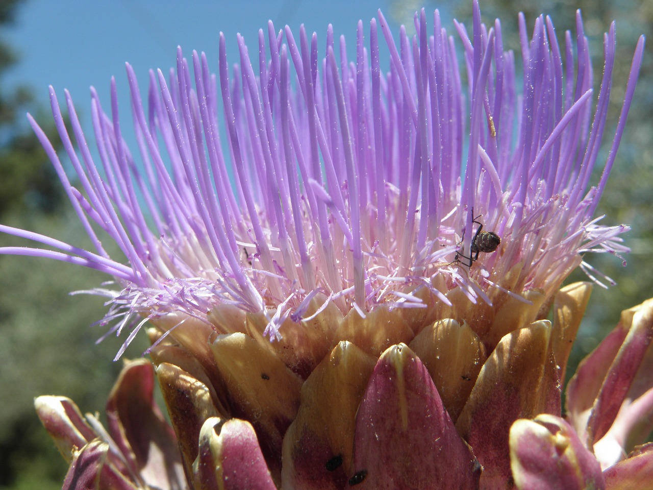 artichoke insects nature free photo