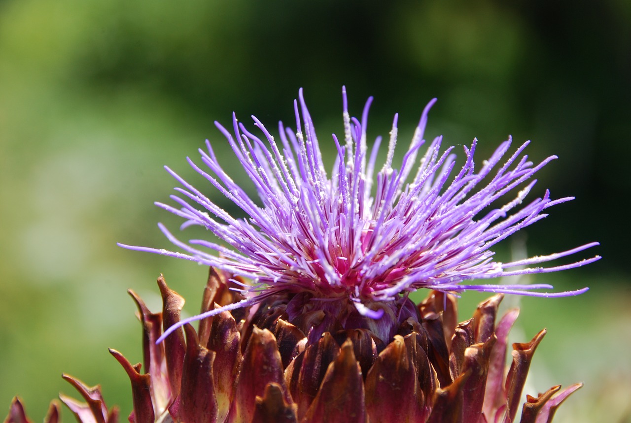 artichoke flower rosa free photo