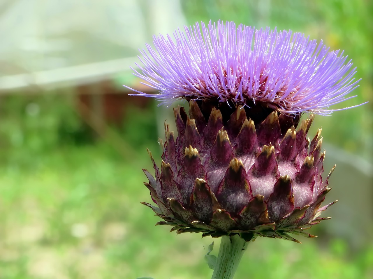 artichoke flower violet free photo