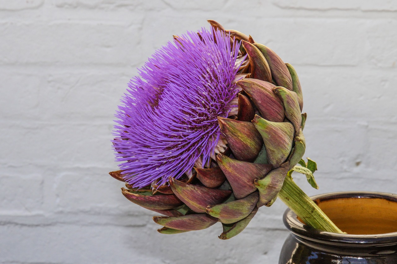 artichoke blossom bloom free photo