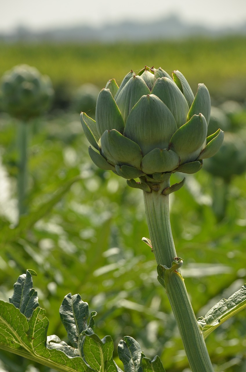 artichoke vegetable agricultural free photo
