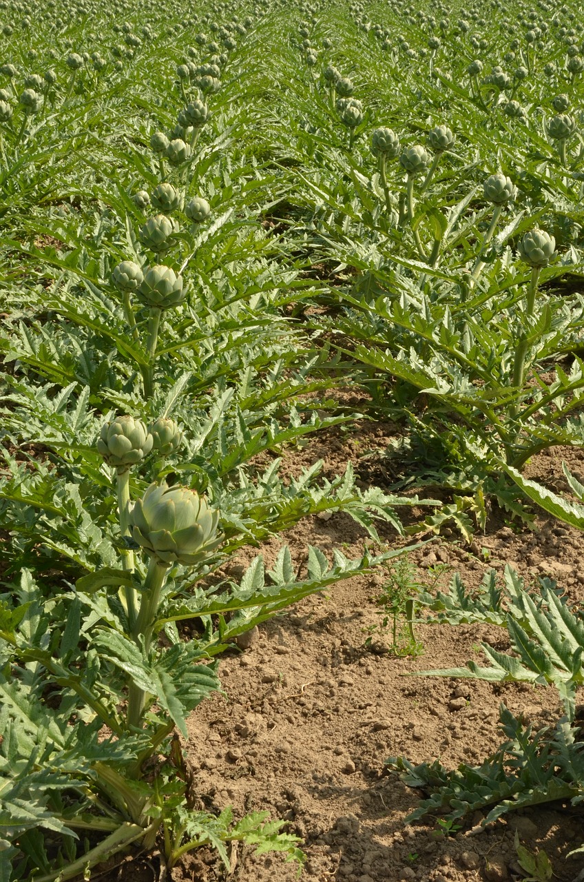 artichoke vegetable crop free photo