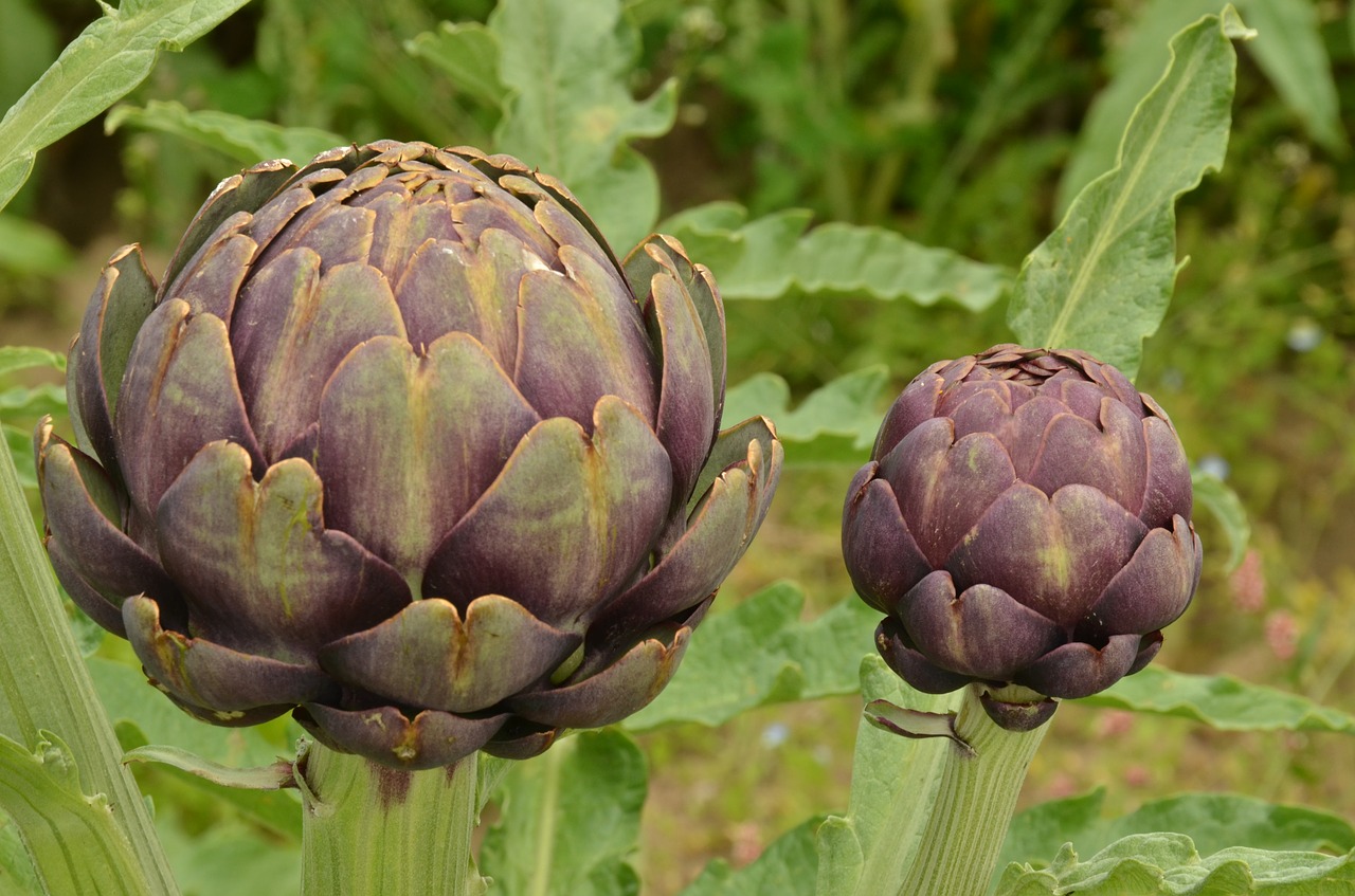 artichoke vegetable purple free photo