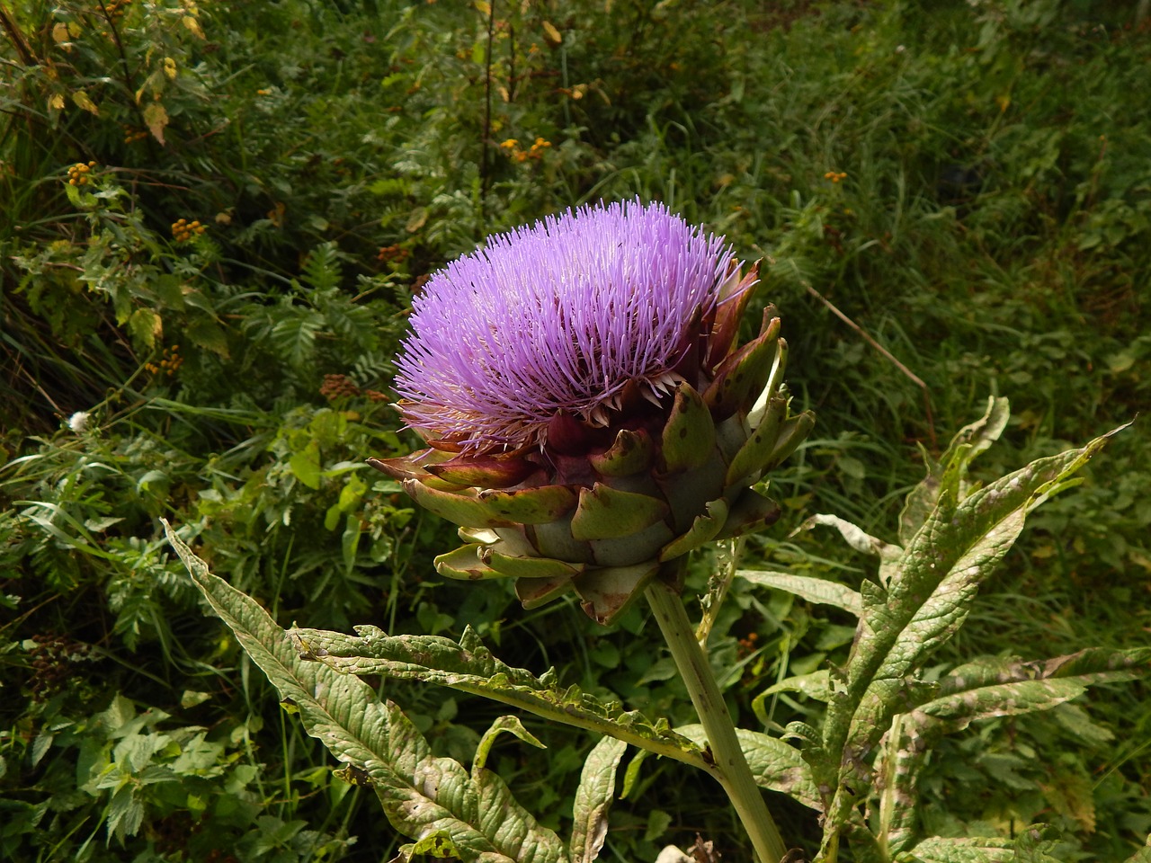 artichoke flower violet free photo