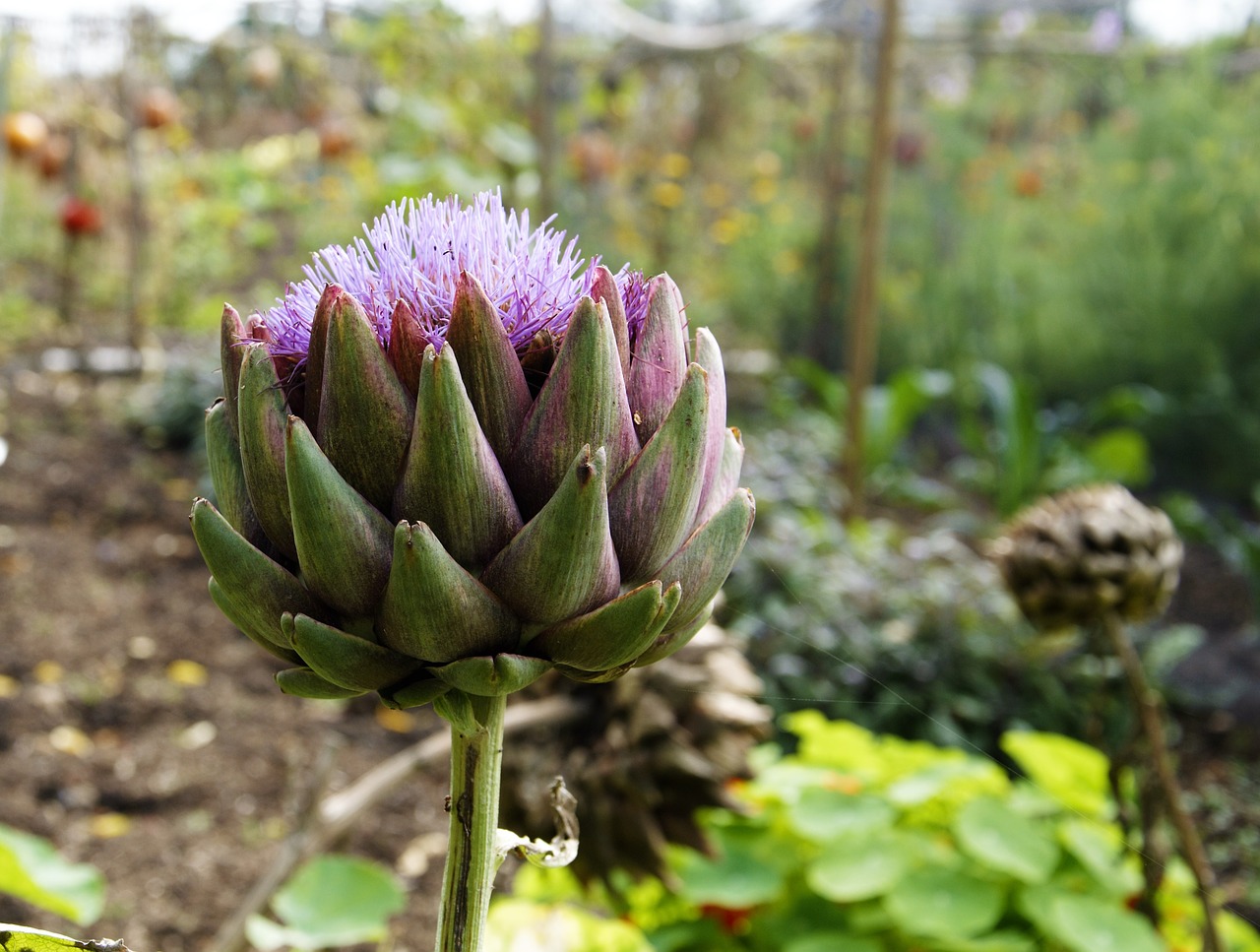 artichoke garden vegetable free photo