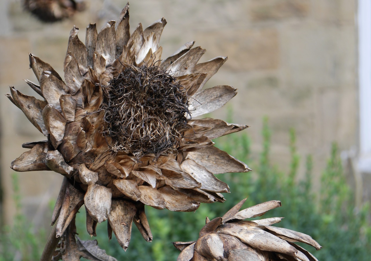 artichoke seedhead dried free photo