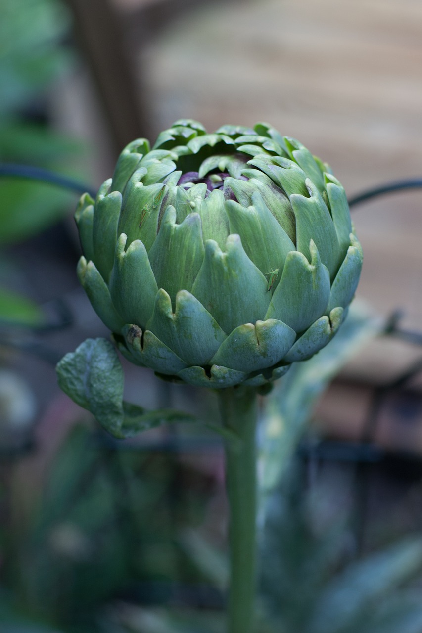 artichoke flower organic free photo