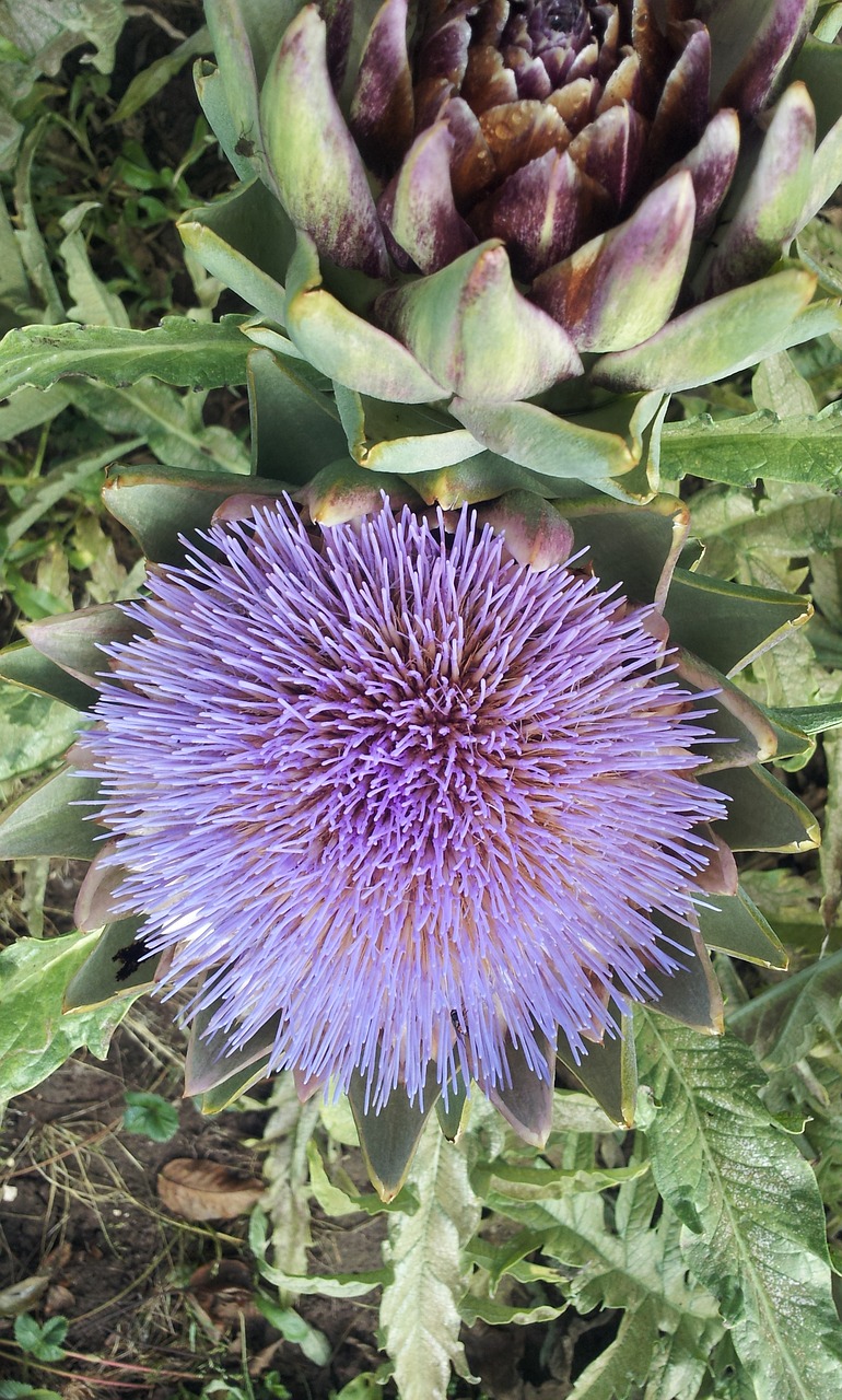 artichoke blossom bloom free photo