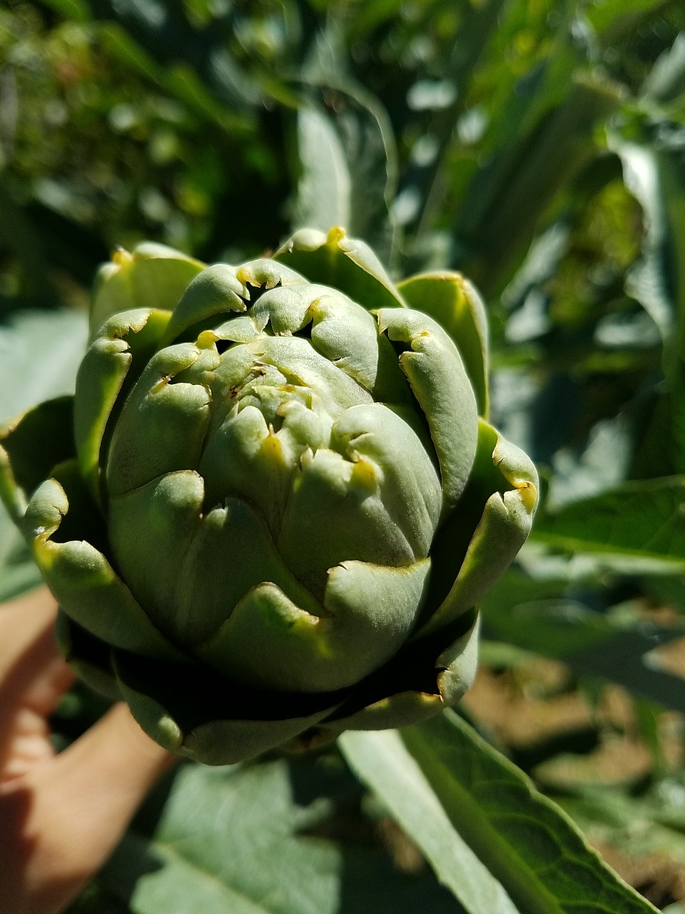 artichoke plant food free photo