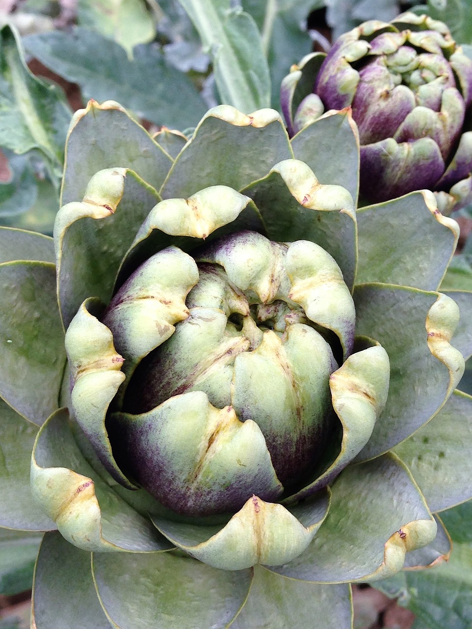 artichoke vegetables green free photo