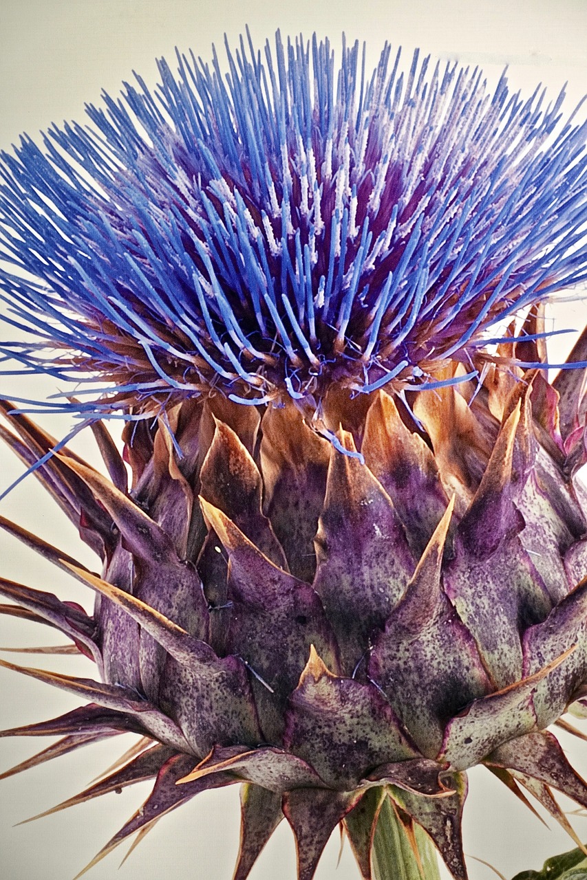 artichoke  flower  closeup free photo