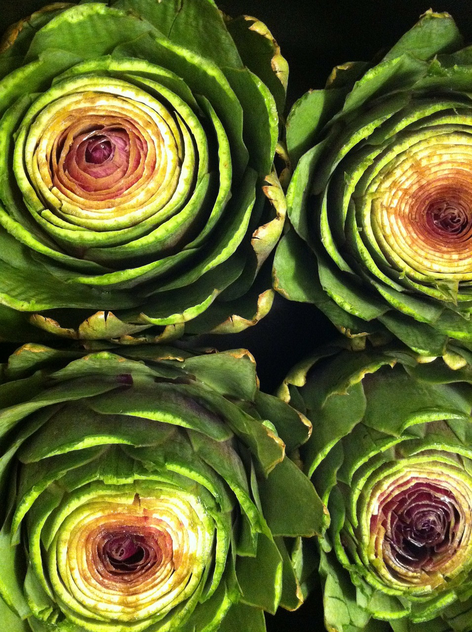 artichoke food plant free photo