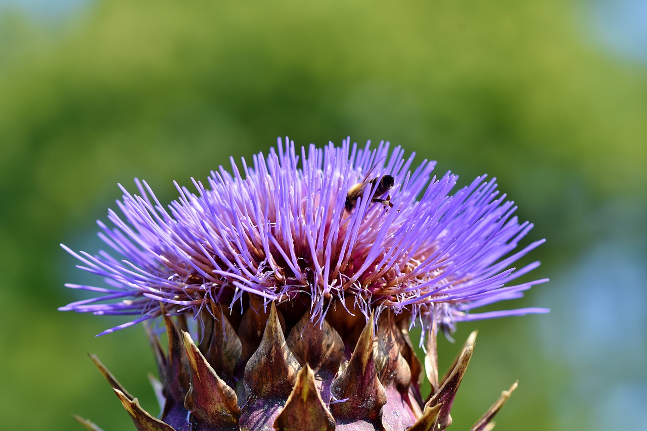 artichoke  vegetables  flower vegetables free photo