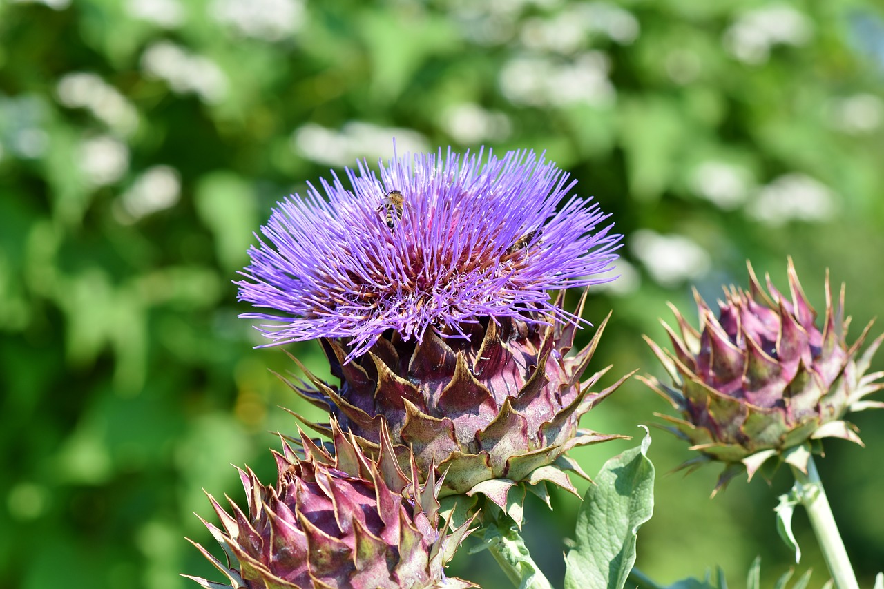 artichoke  vegetables  bloom free photo