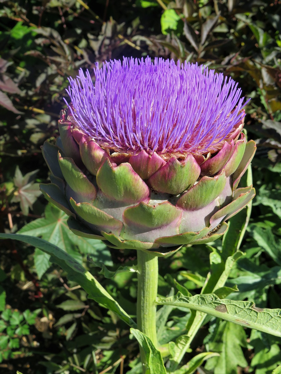 artichoke  purple  plant free photo