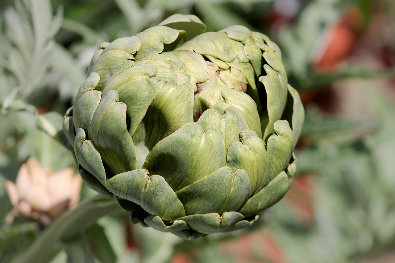 artichoke  cynara cardunculus  crop free photo