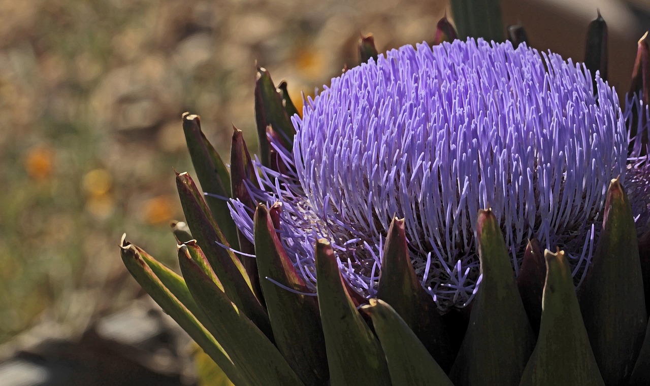 artichoke  bloom  blossom free photo