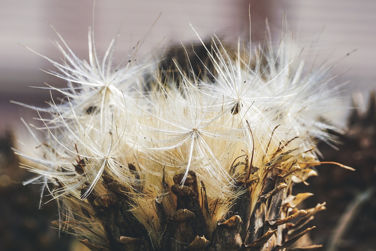 artichoke  flower  faded free photo