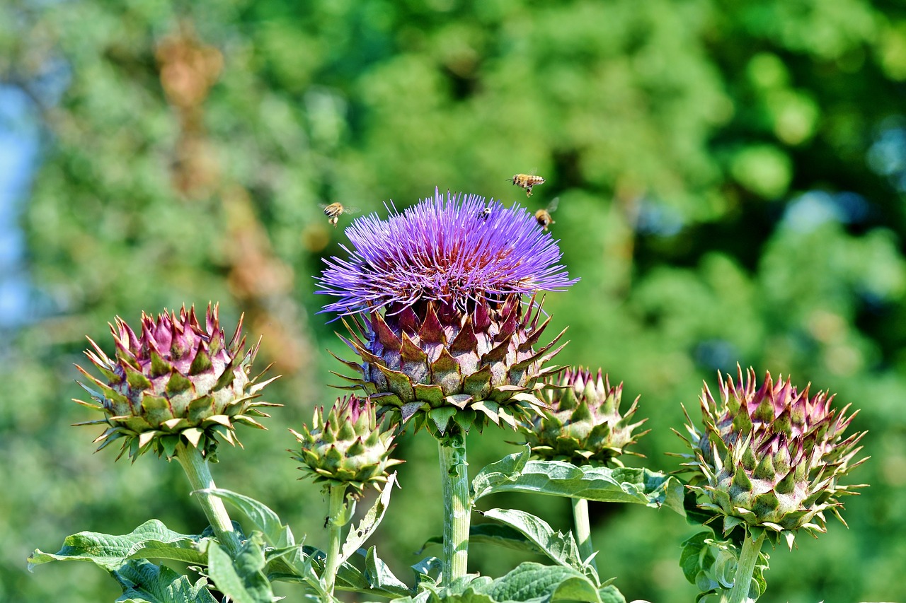 artichoke  vegetables  flower vegetables free photo