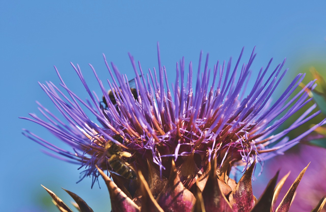 artichoke  vegetables  flower vegetables free photo