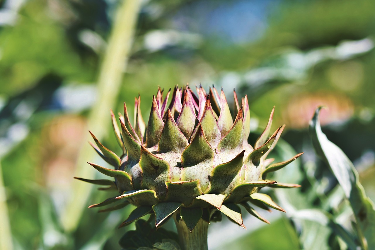 artichoke  vegetables  flower vegetables free photo