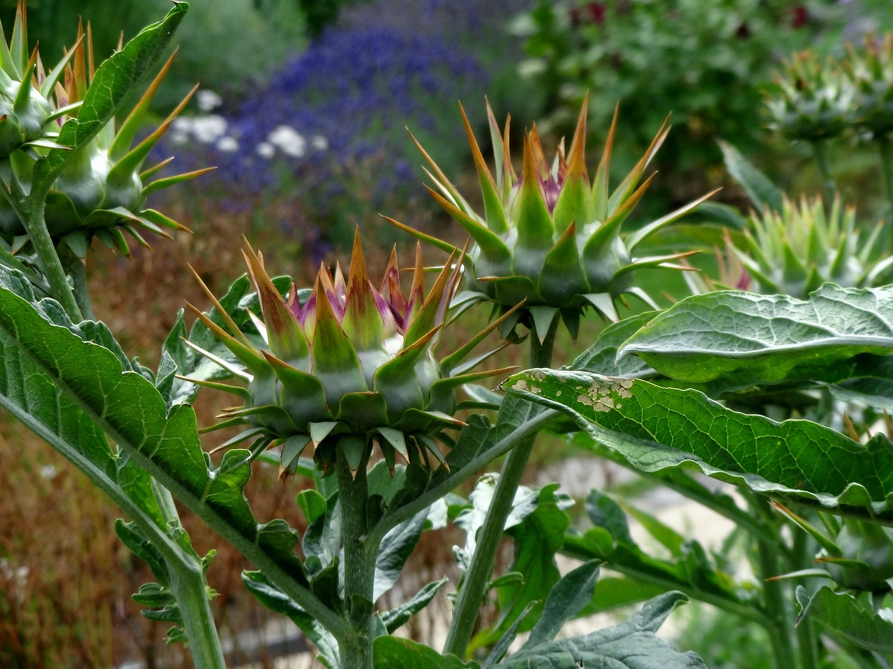 artichoke  plant  healthy free photo