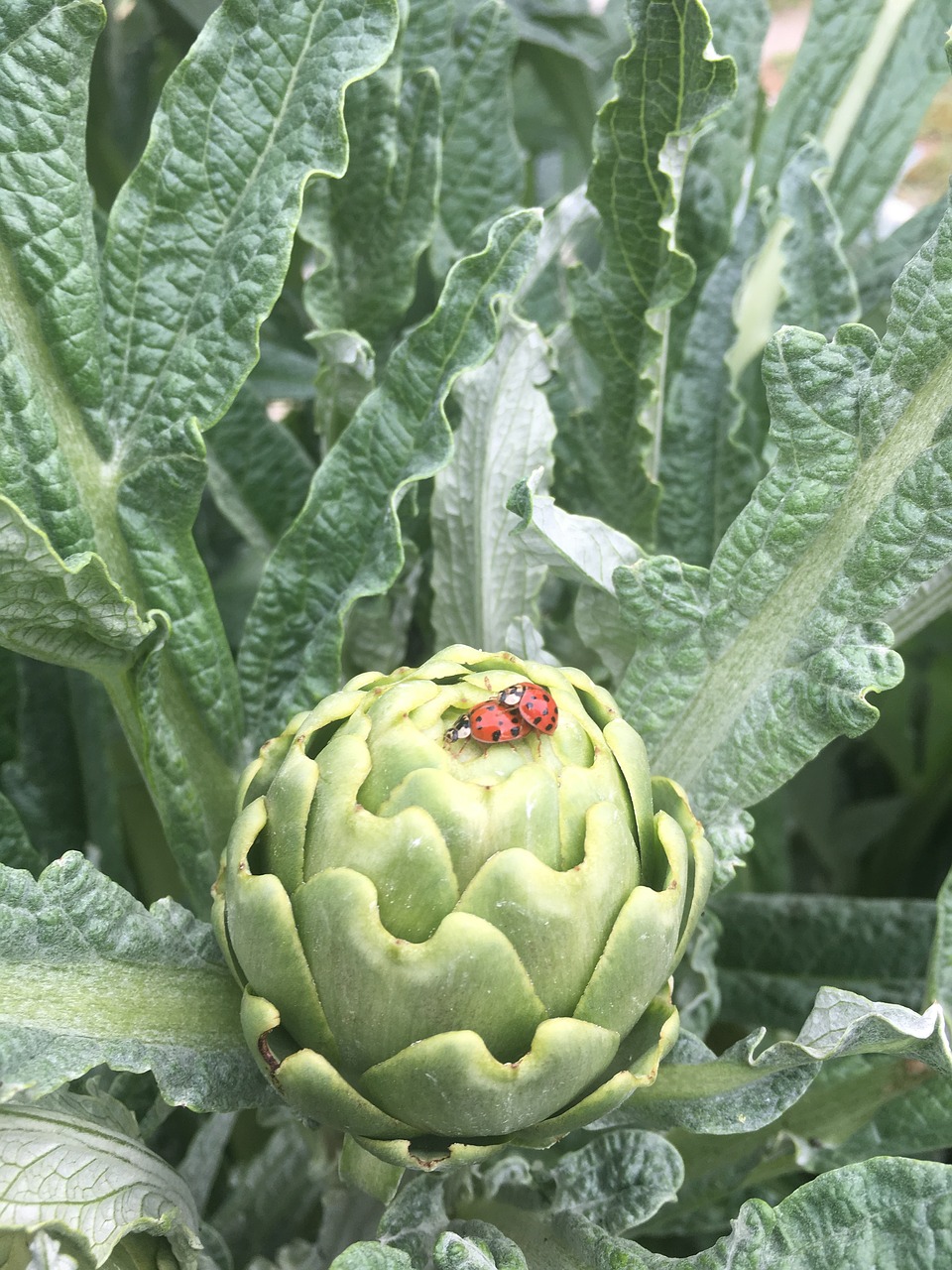 artichoke  leaves  ladybug free photo