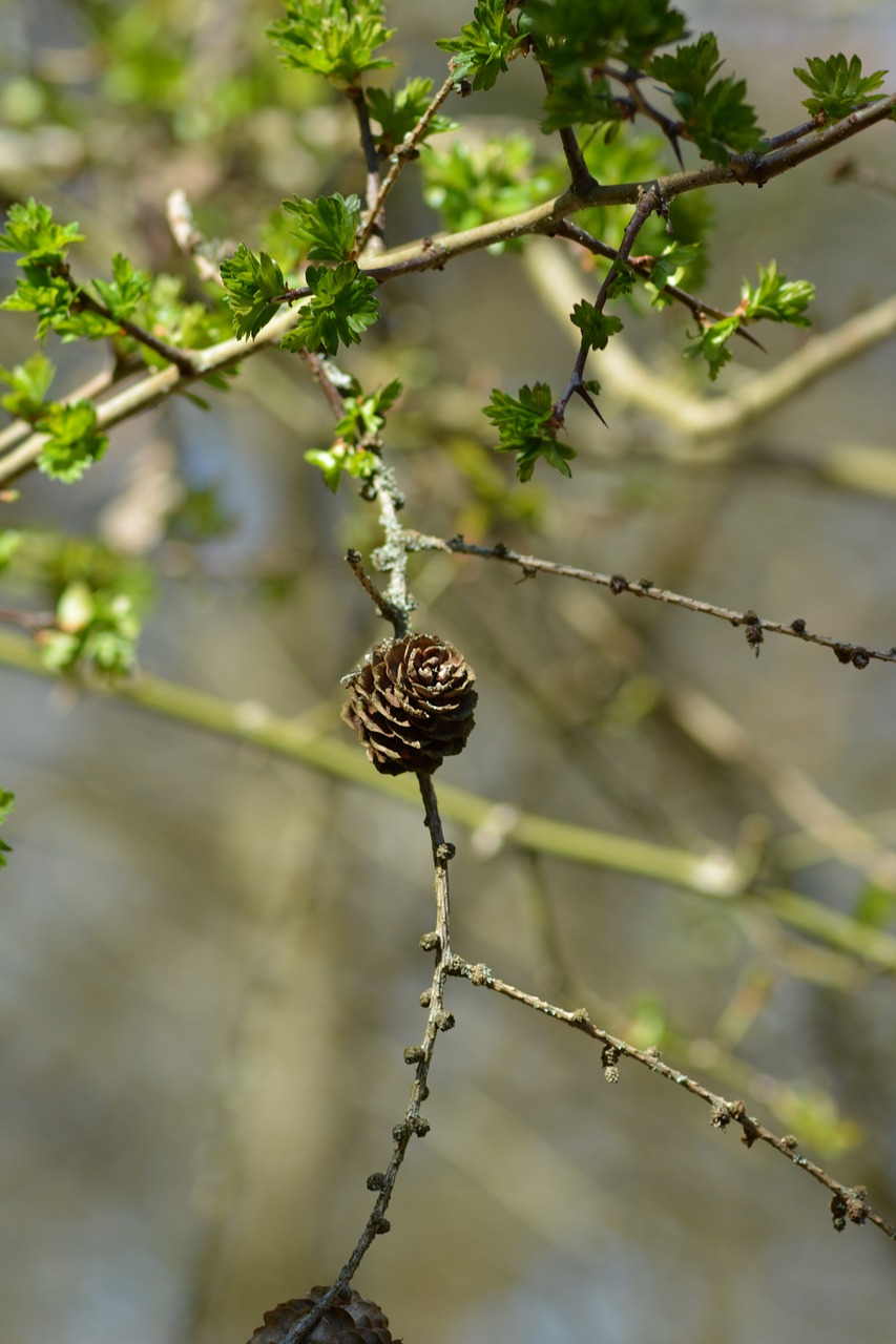 artichoke  pine cone  wood free photo