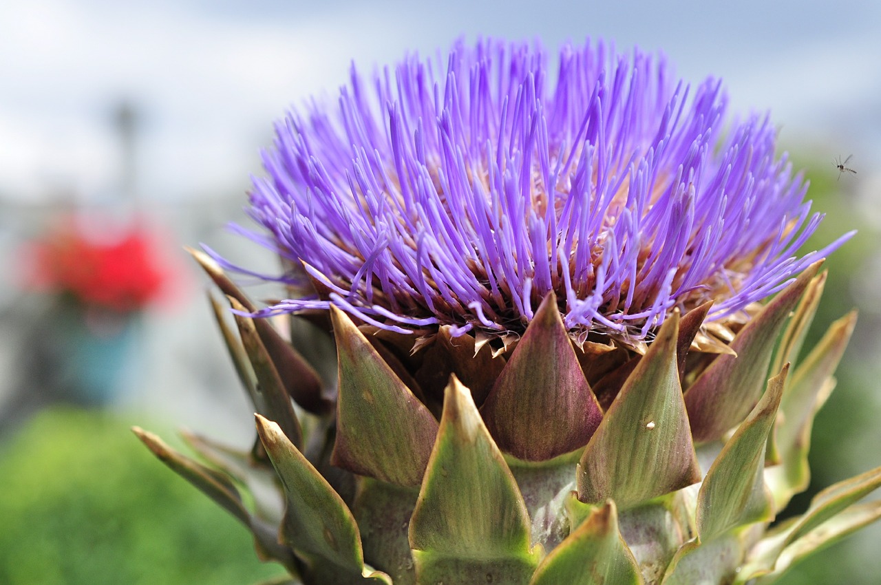 artichoke blossom bloom free photo