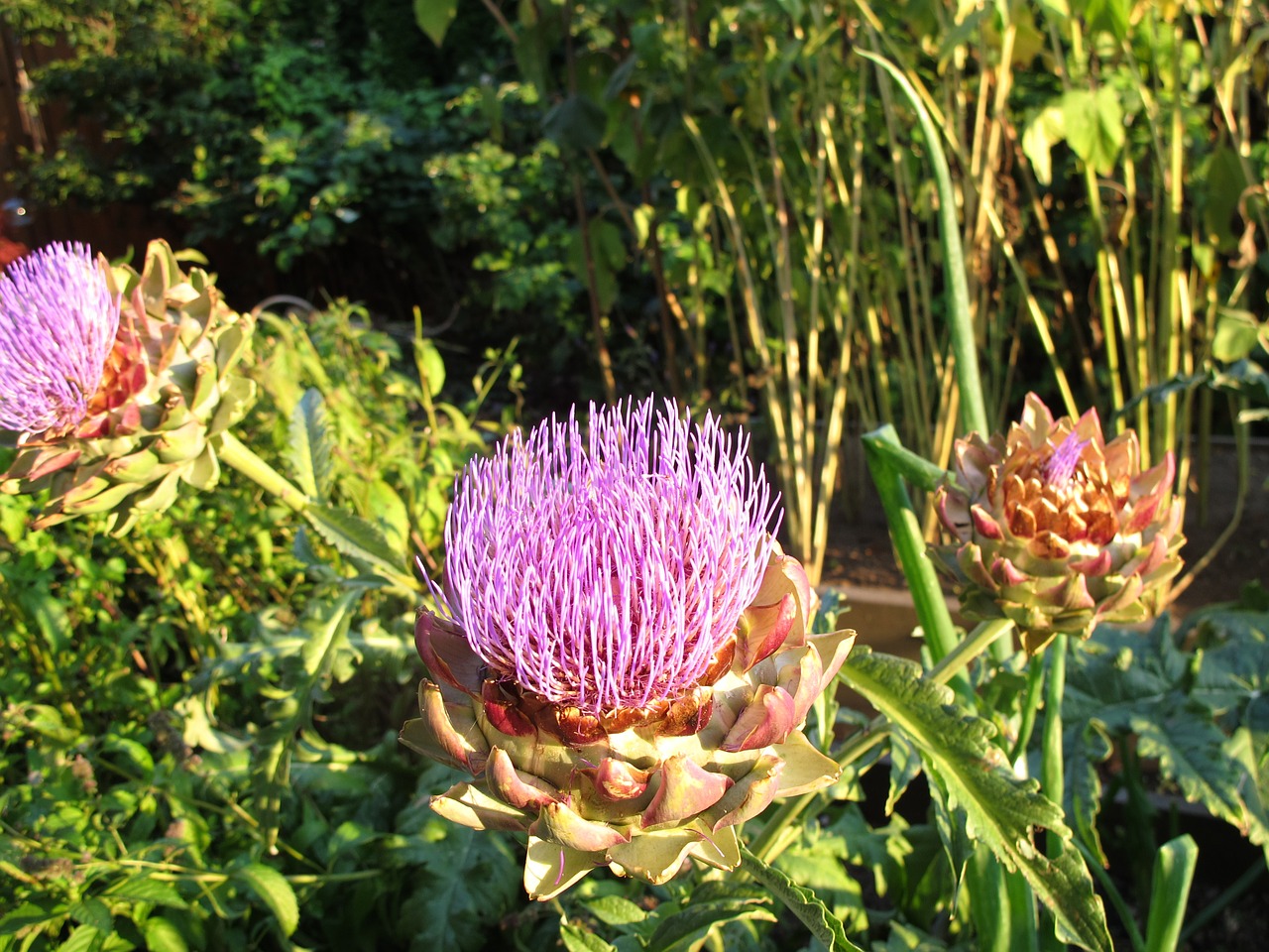 artichoke blossom bloom free photo