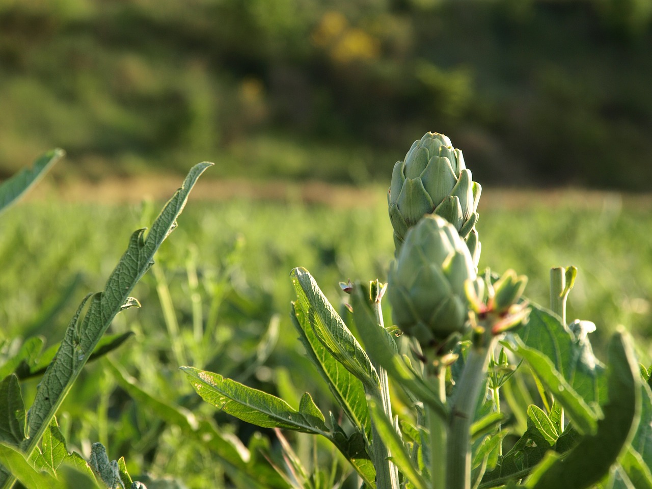 artichoke agriculture power free photo