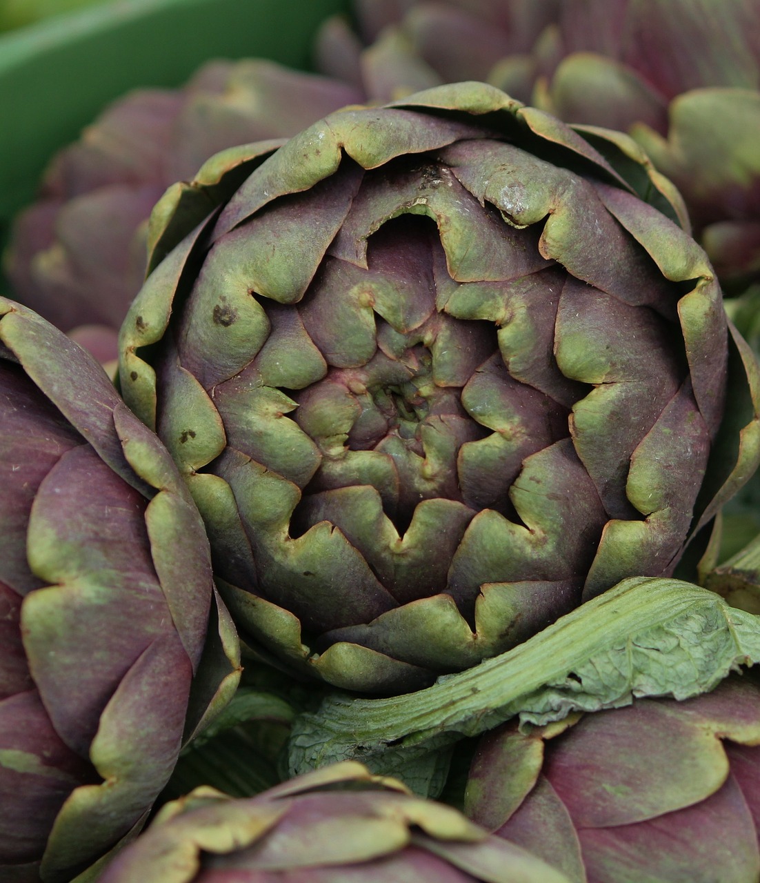 artichoke vegetables vitamins free photo