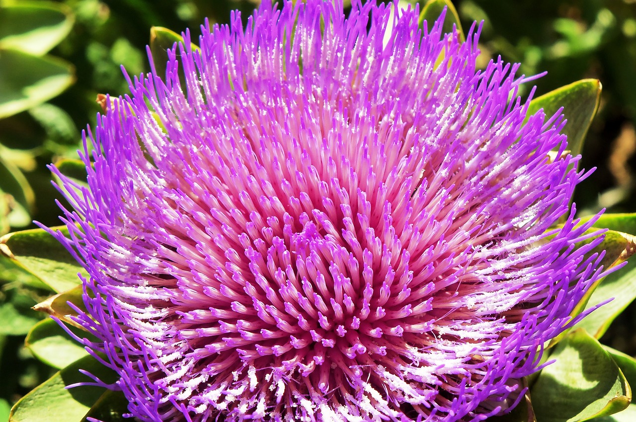 artichoke flower vegetable free photo