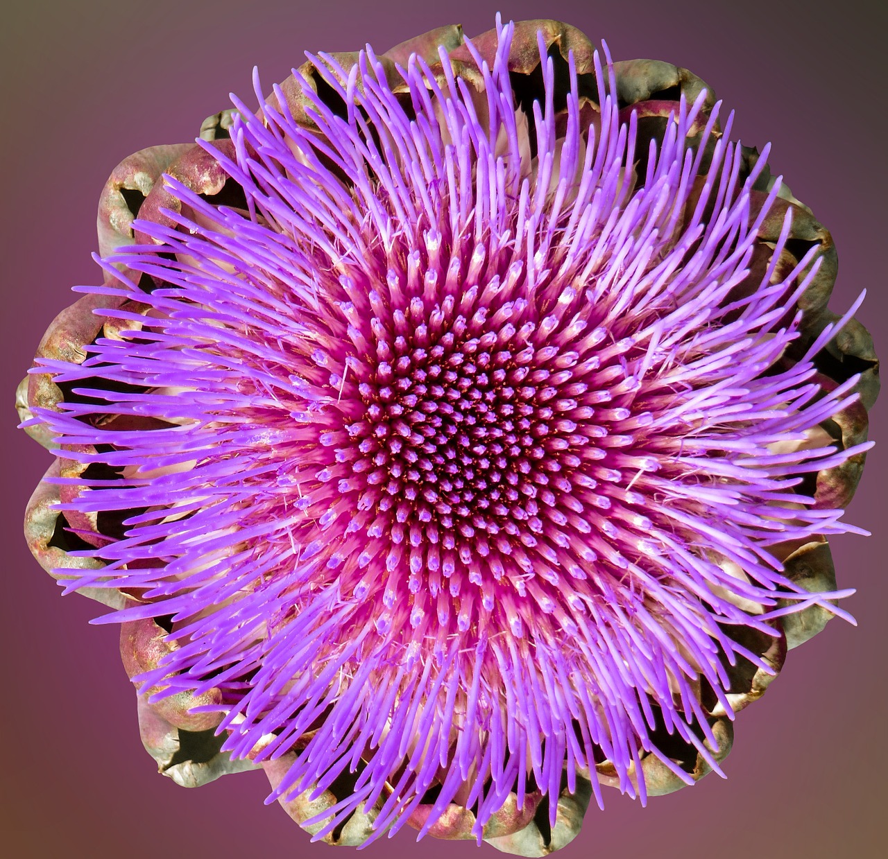 artichoke blossom bloom free photo