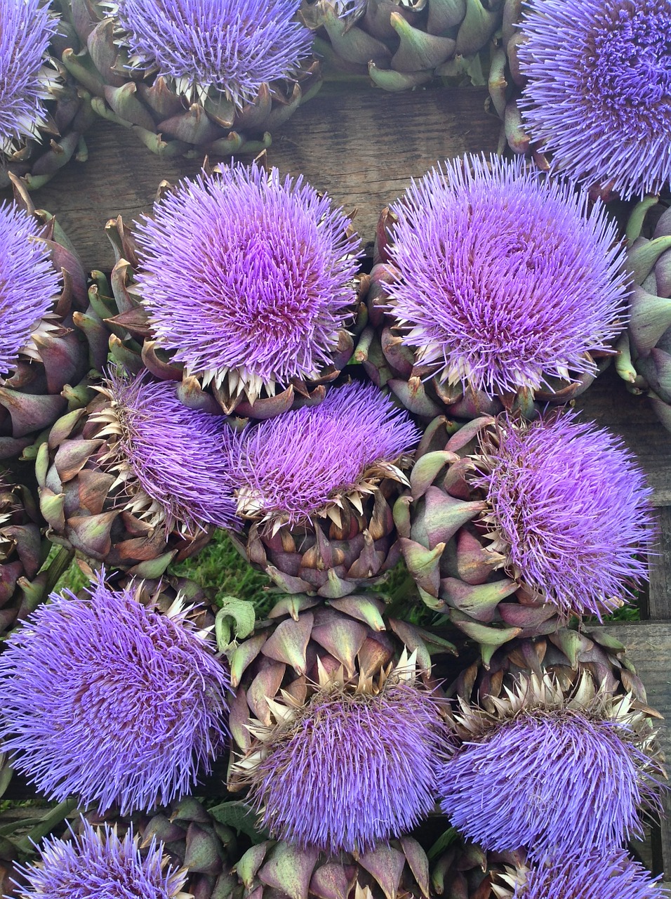 artichoke food healthy free photo