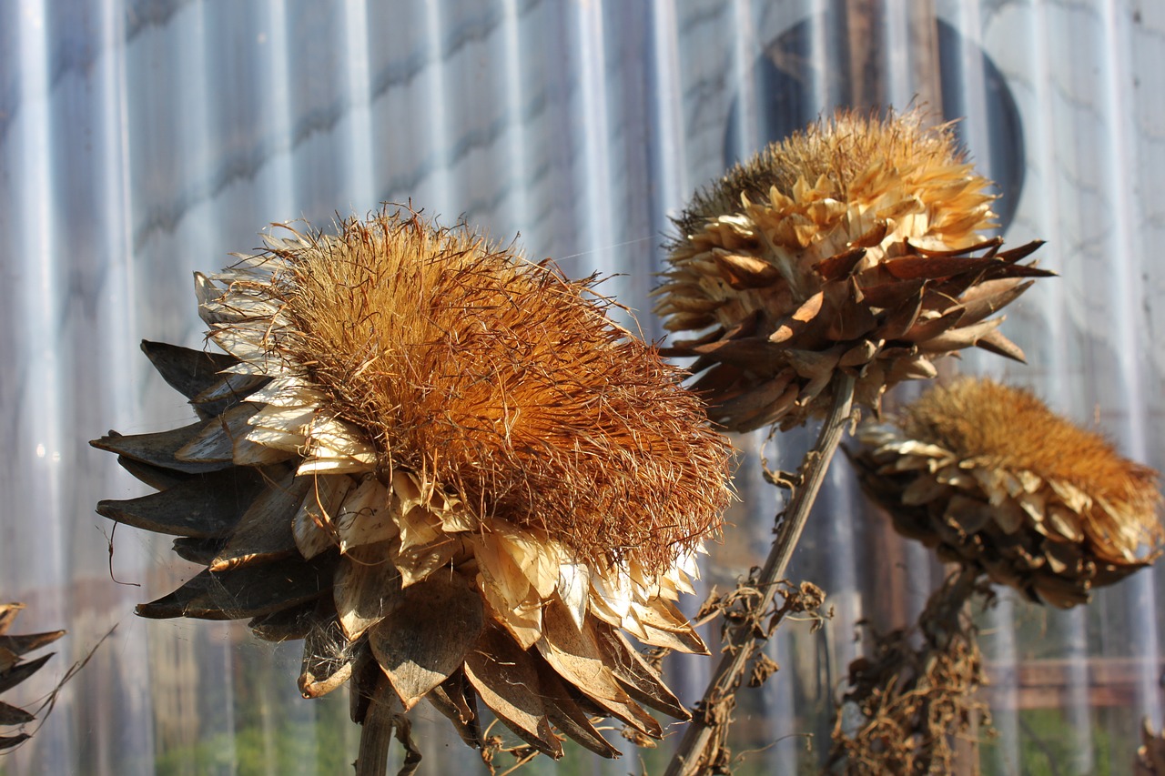 artichoke bloom  farm  autumn free photo