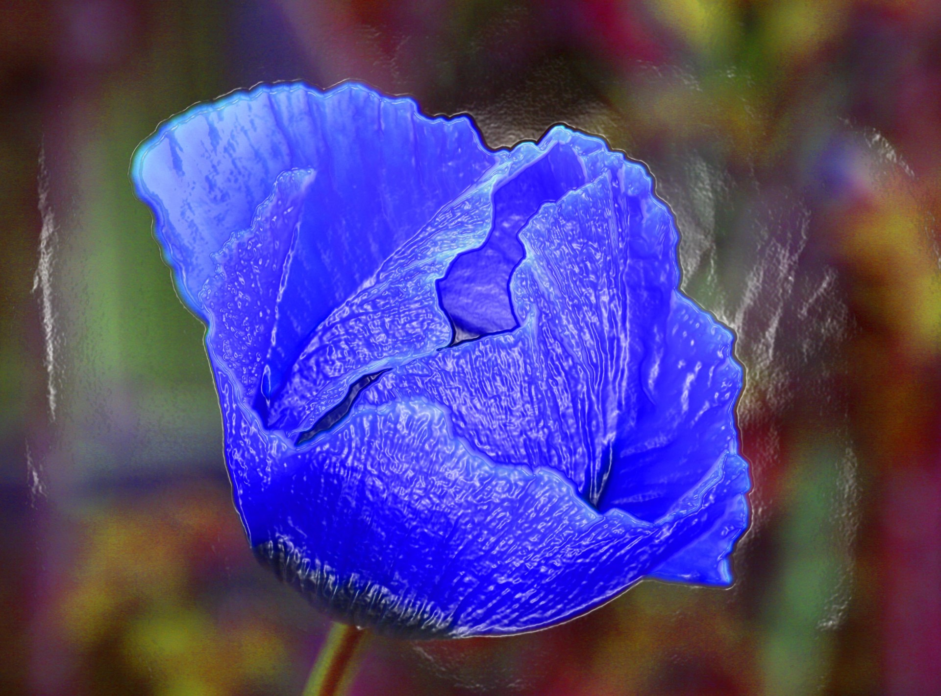 flower blue plastic free photo
