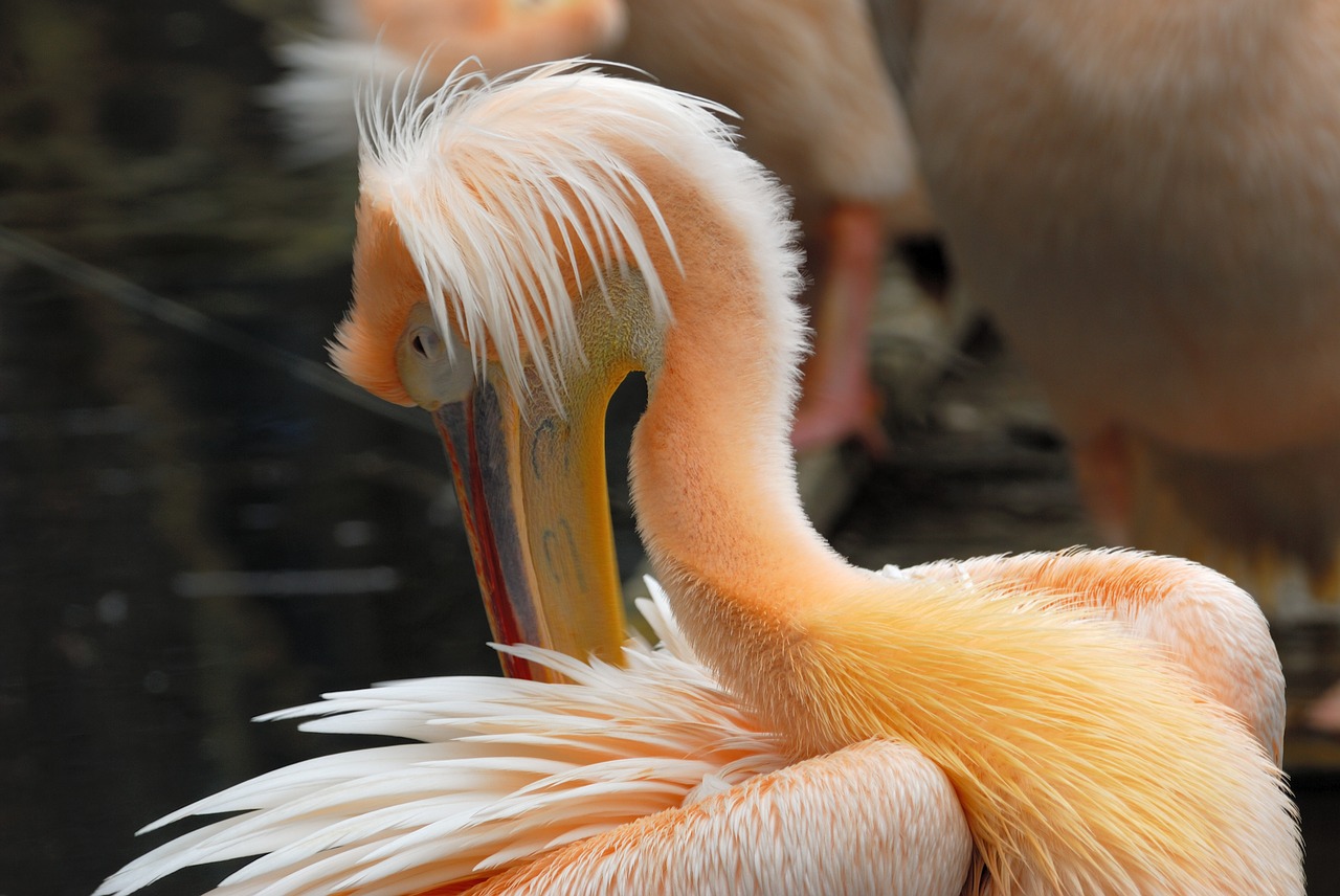 artis pelican bird free photo