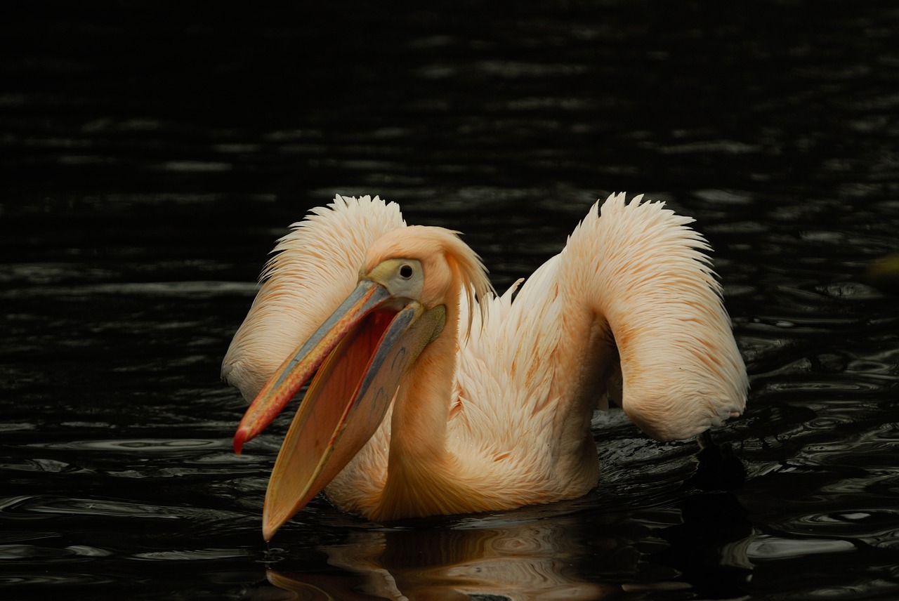 artis pelican bird free photo