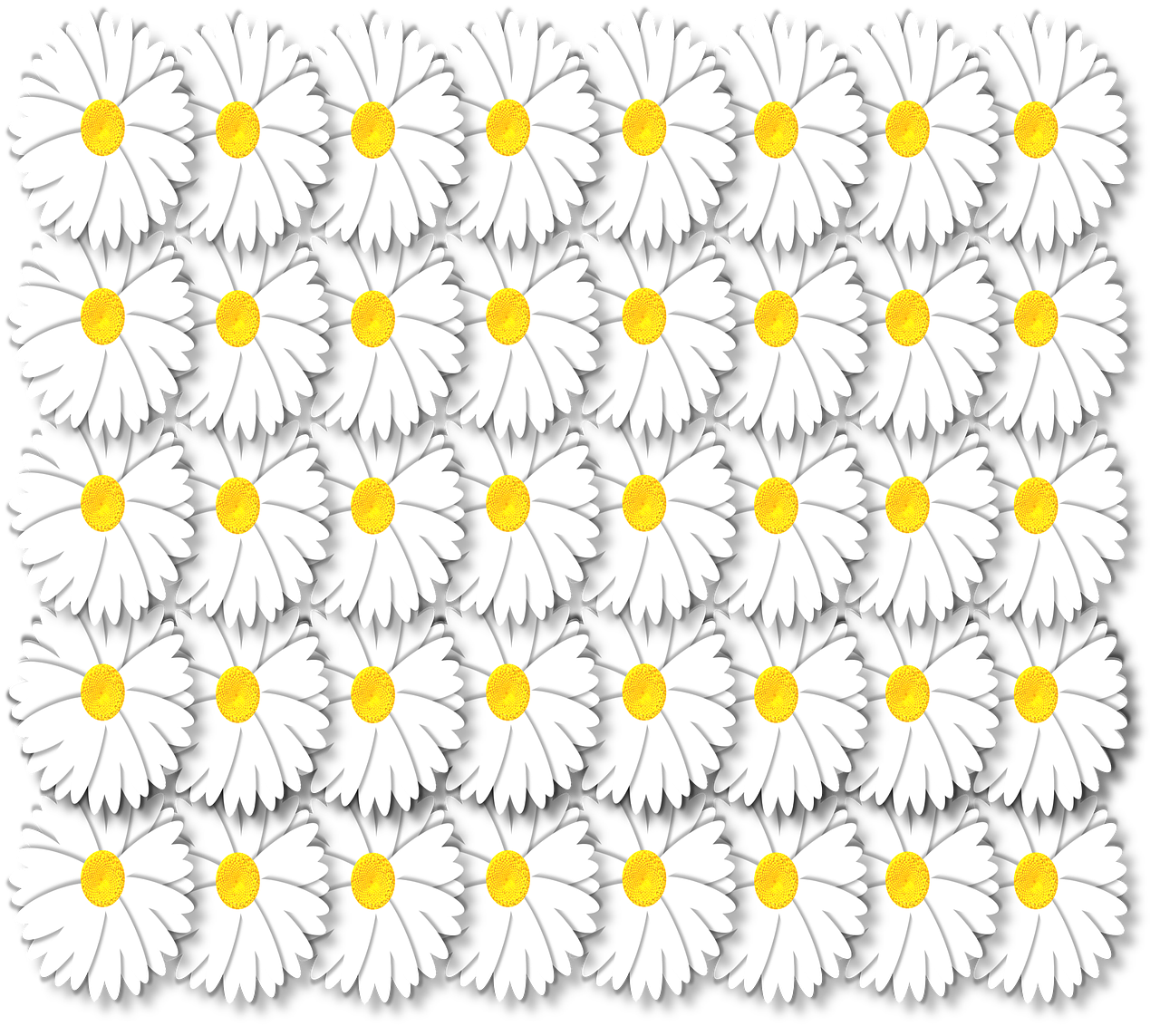 artistic daisy daisies free photo