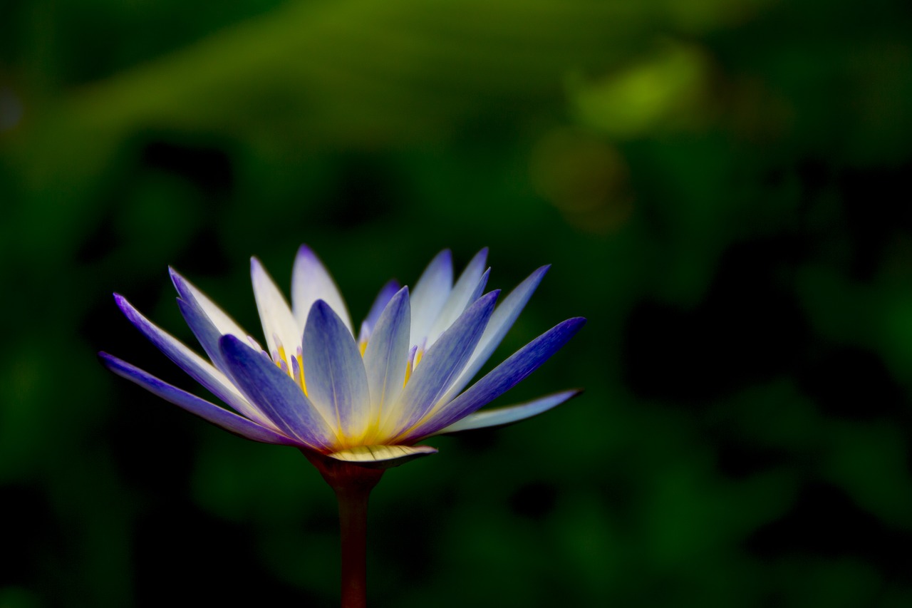 artistic conception flower lotus free photo