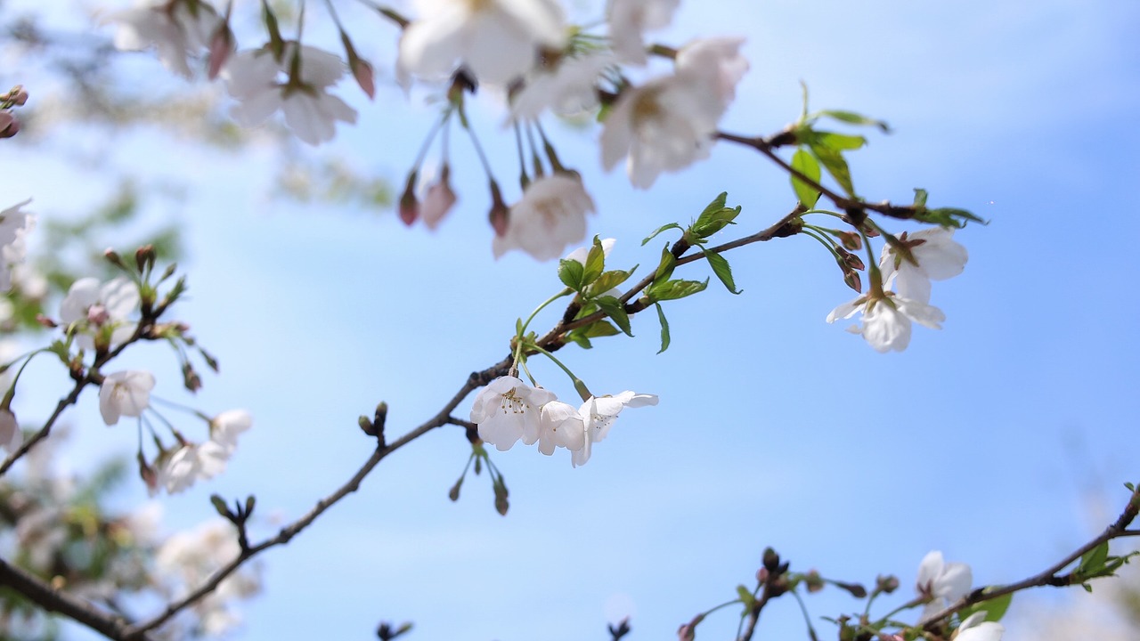 artistic conception spring cherry blossom free photo