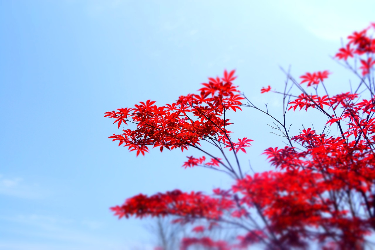 artistic conception red flower free photo