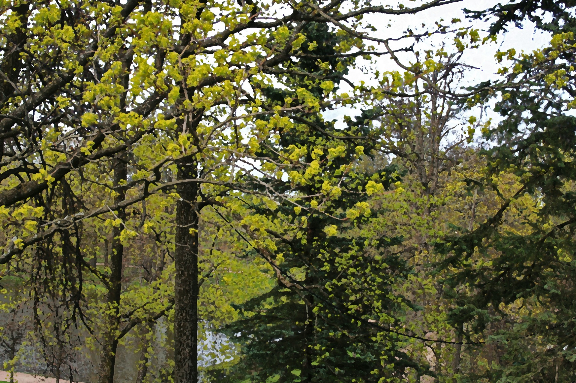 trees tall green free photo