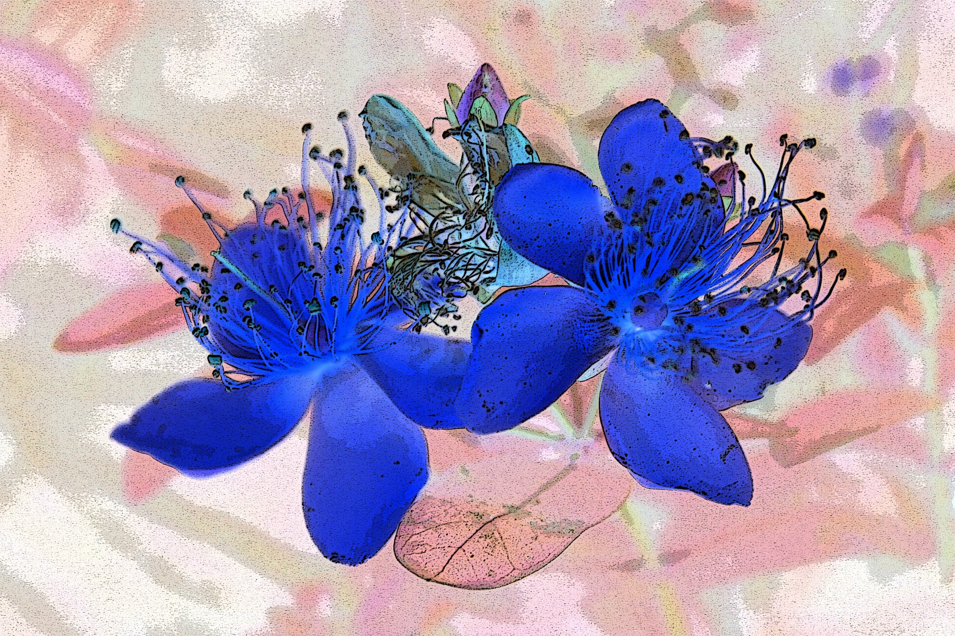 flower blue invert free photo