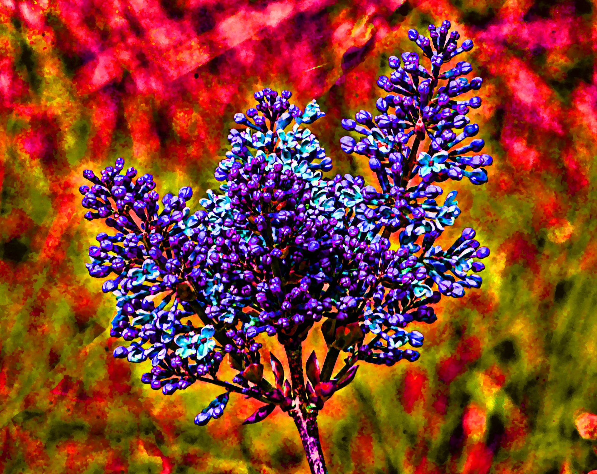 flower flowers purple free photo