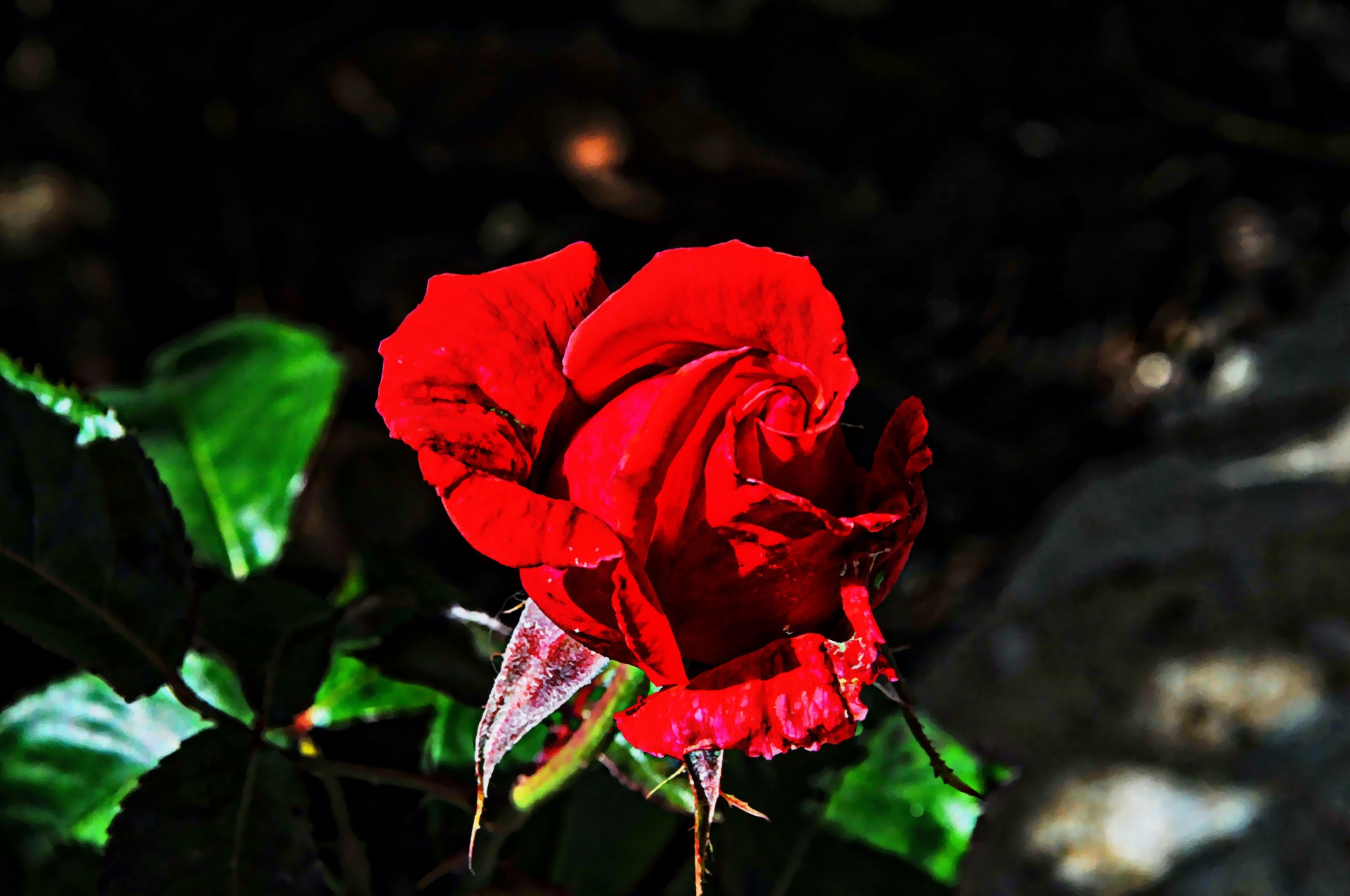 rose roses rose bud free photo
