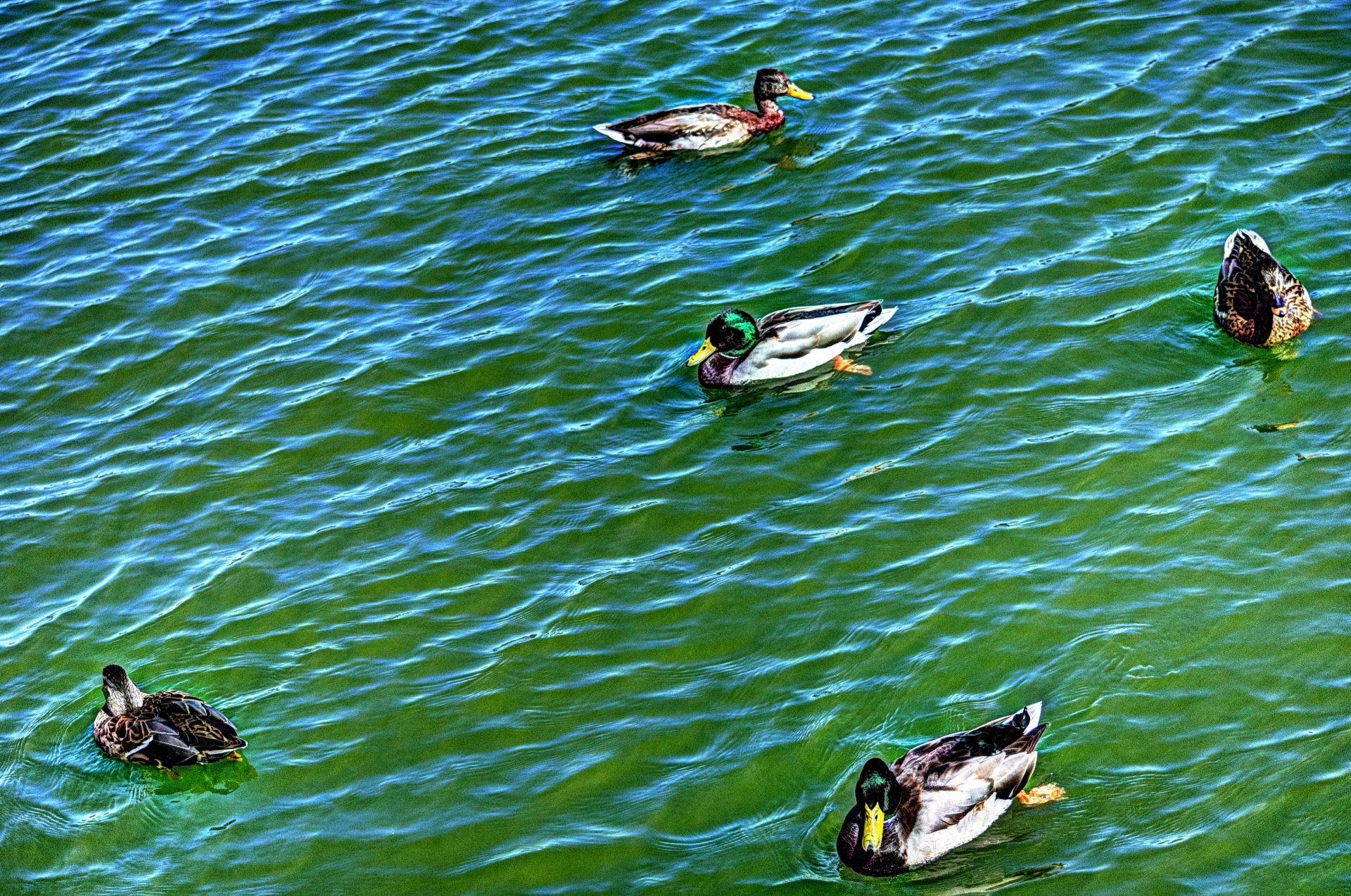 duck ducks swimming free photo